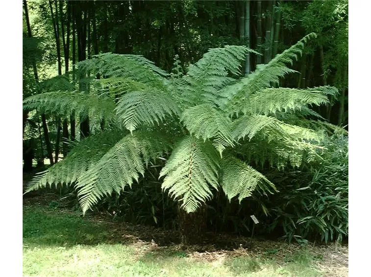 Dicksonia