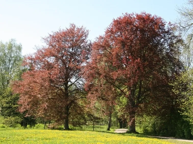Fagus sylvatica ‘Purpurea Latifolia