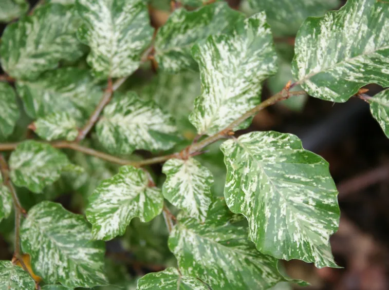 Fagus sylvatica ‘Franken’