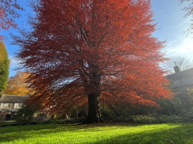 Faggio giardino