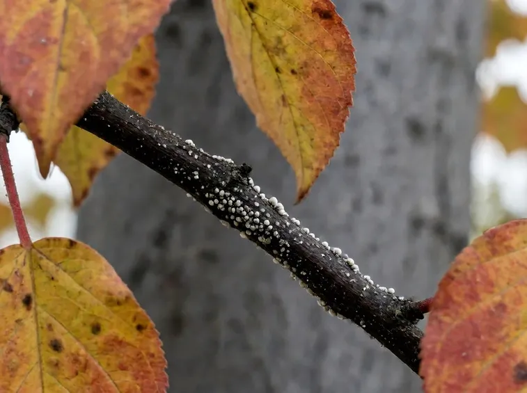 Parassiti albero
