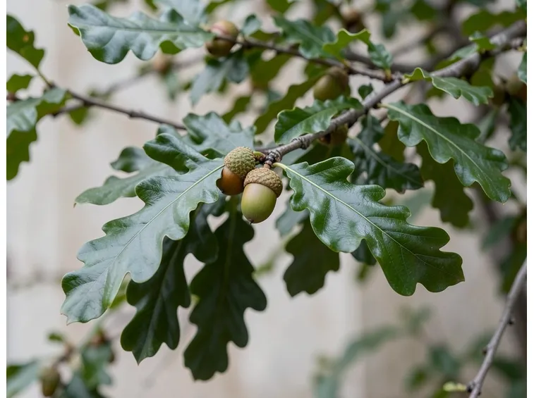 Quercia