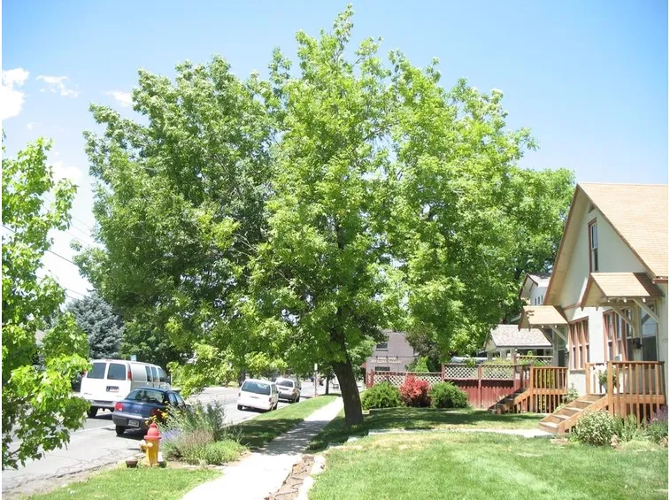 fraxinus excelsior