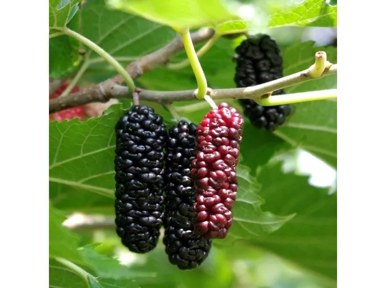 Frutti maturi