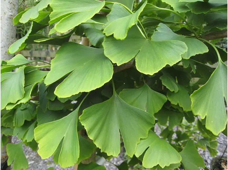 gingko biloba foglia