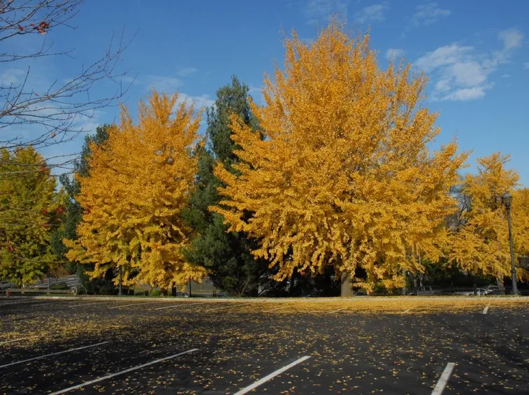 gingko biloba pianta