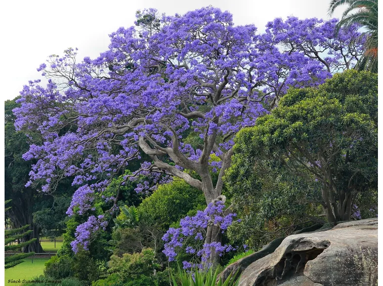 Jacaranda fiori