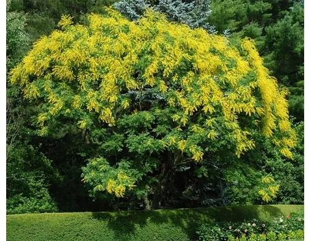 Koelreuteria albero