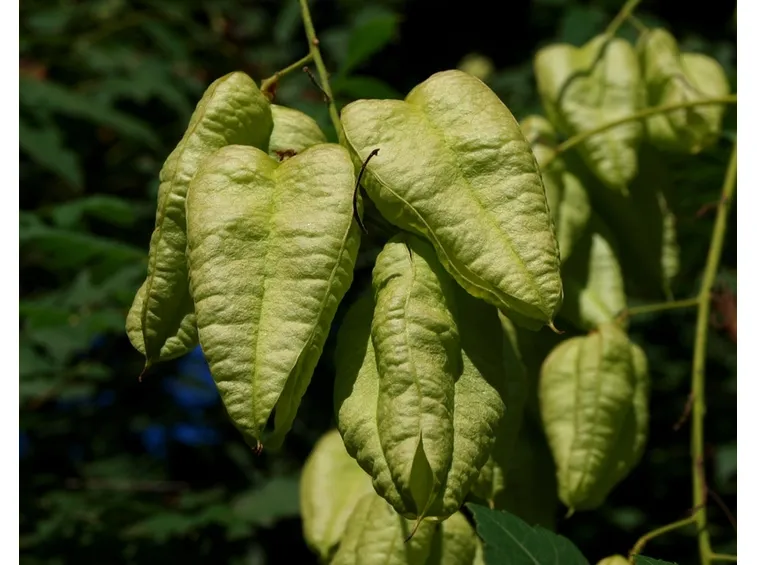 Koelreuteria Paniculata
