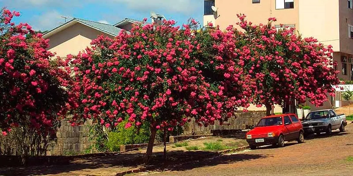 Alberi lagerstroemia