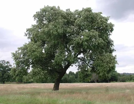 Grande albero di leccio