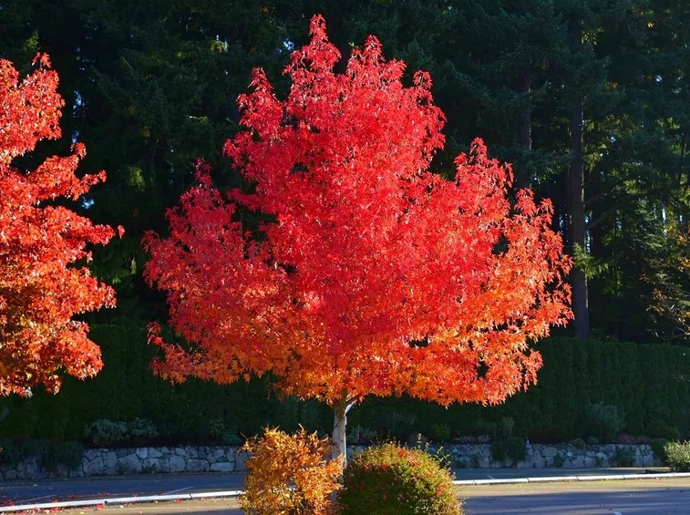 Liquidambar in autunno