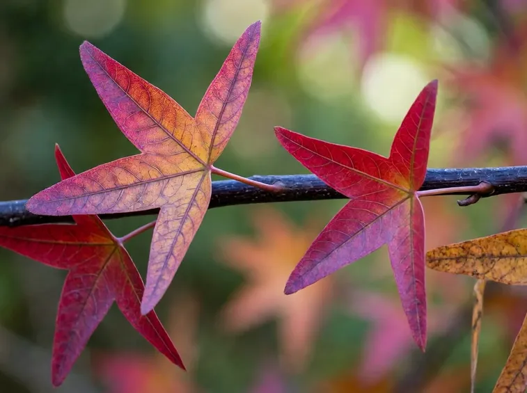 Foglie liquidambar