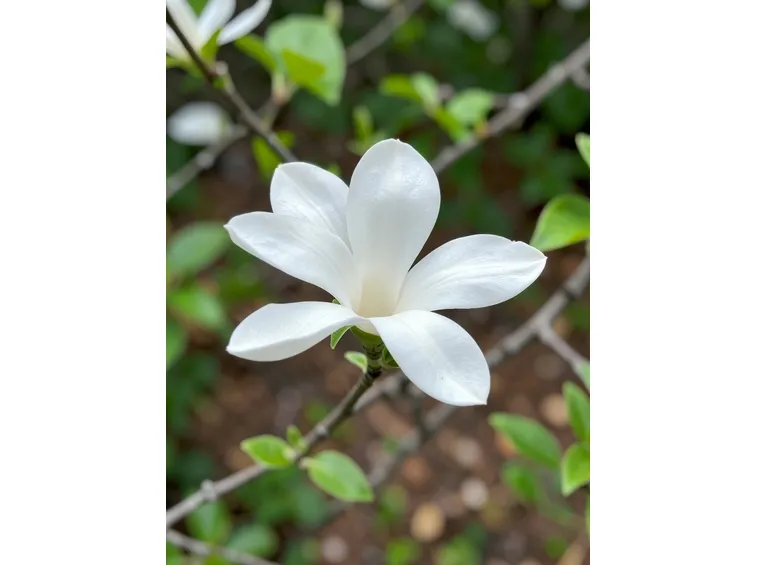 magnolia acuminata elisabeth