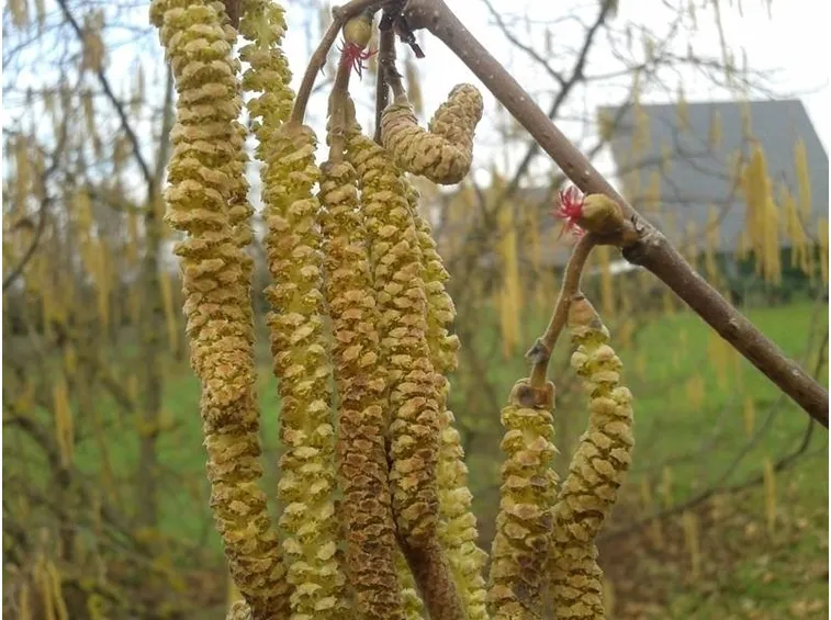 amenti o fiori di nocciolo 