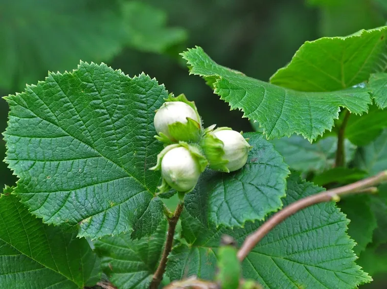 nocciolo pianta