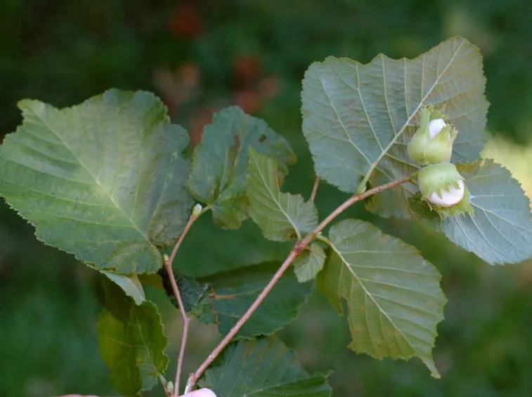 Potatura del nocciolo