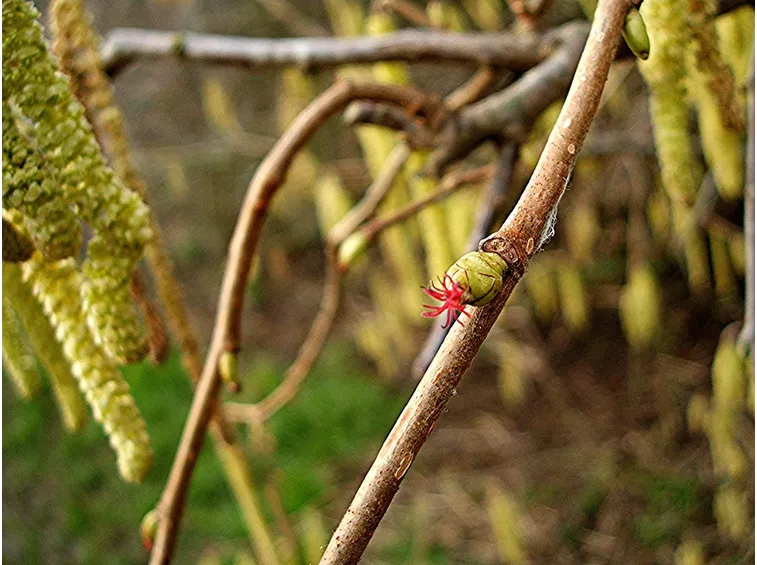 corylus avellana