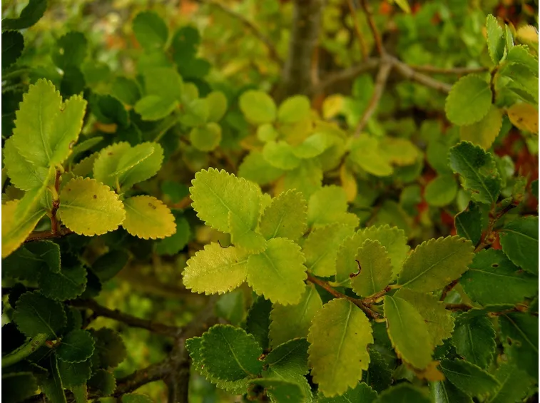 Nothofagus