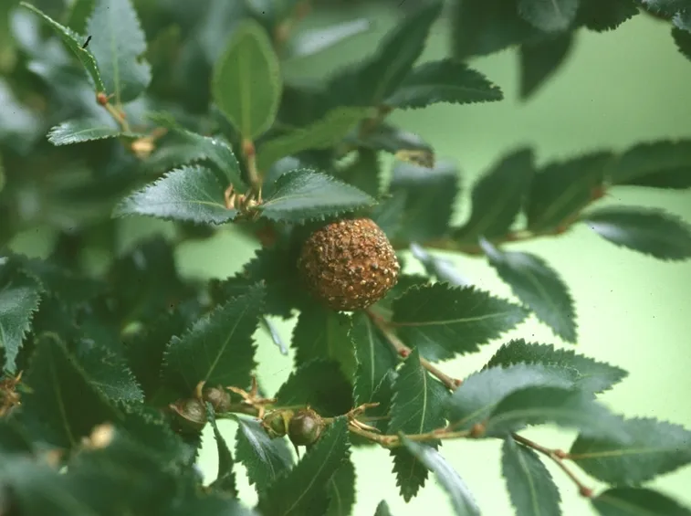 nothofagus