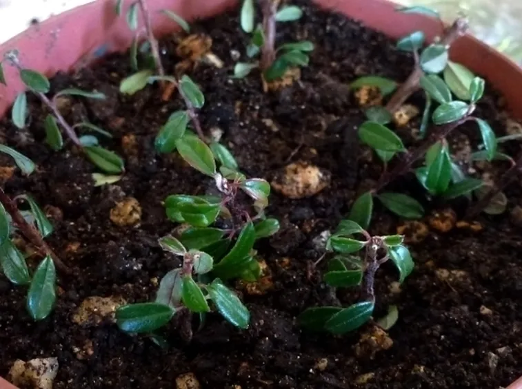Specie olmo bonsai