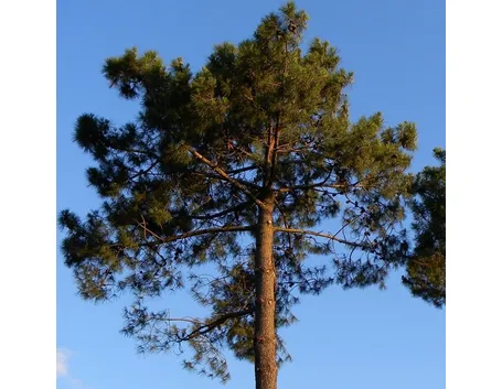 Pinus pinaster