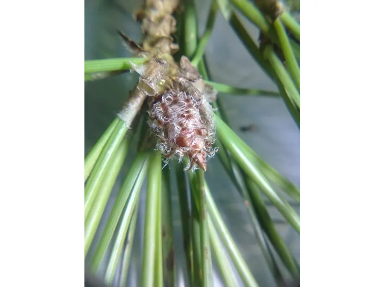 Foglie pinus pinea