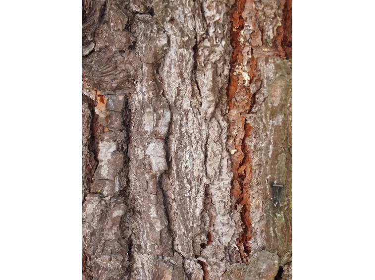 pinus pinea