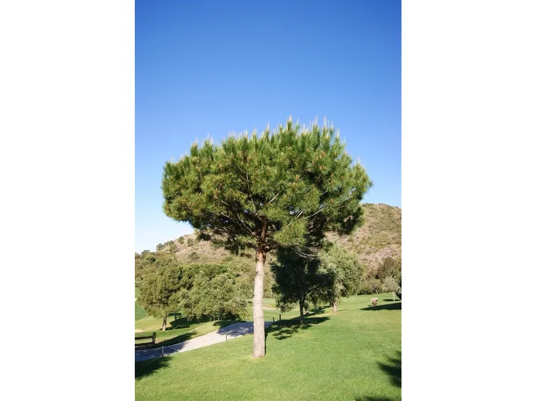 Potatura pinus pinea