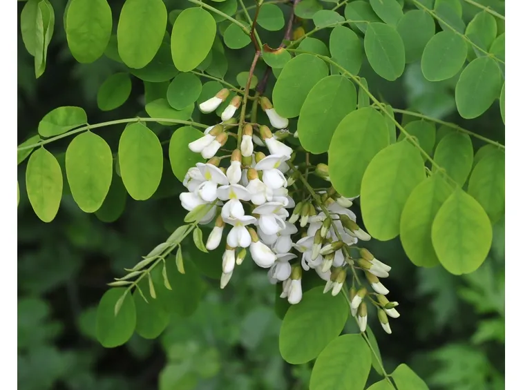 Robinia