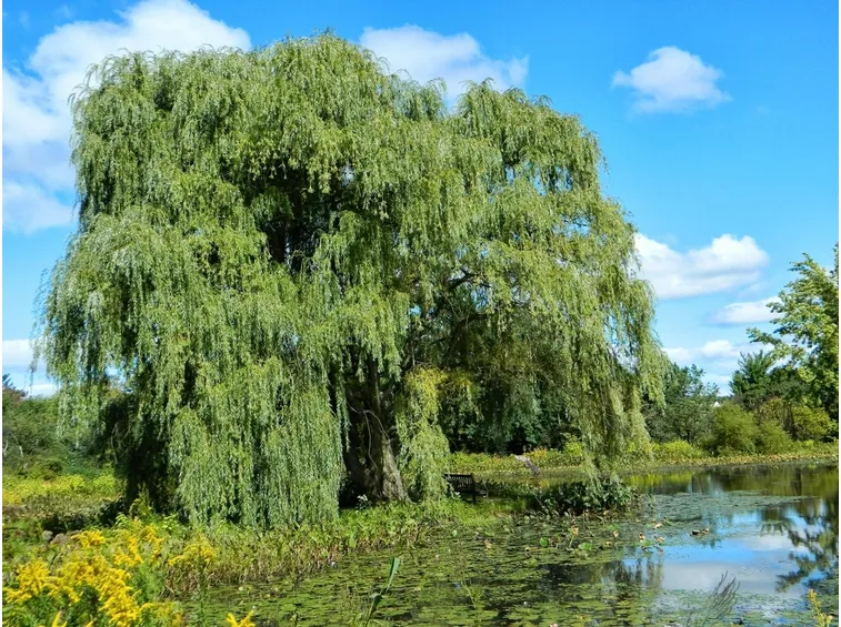 salix alba tristis