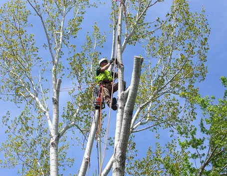 Tree climbing