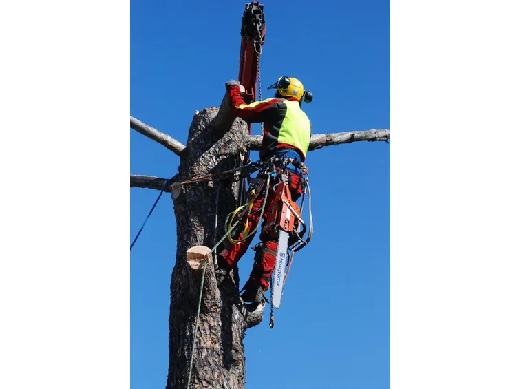 tecnica tree climbing