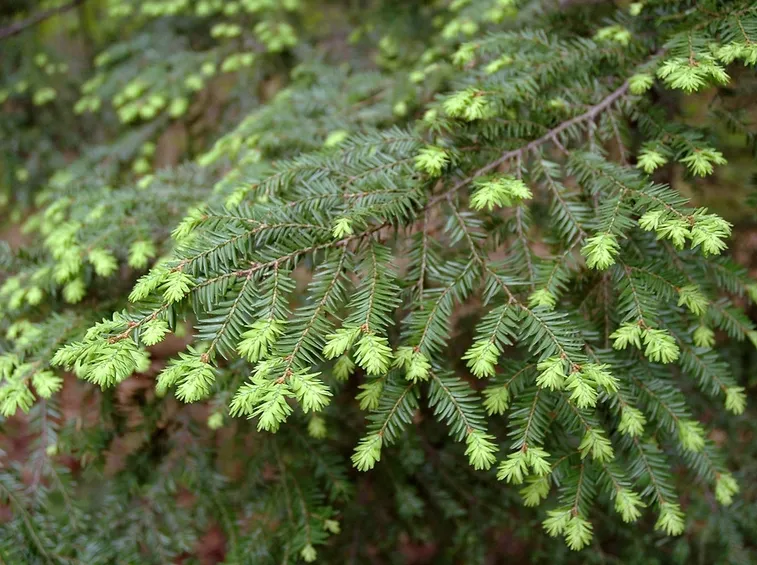 tsuga canadensis