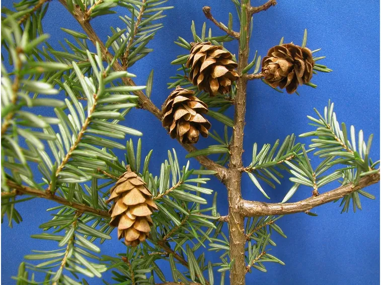 tsuga canadensis pigne