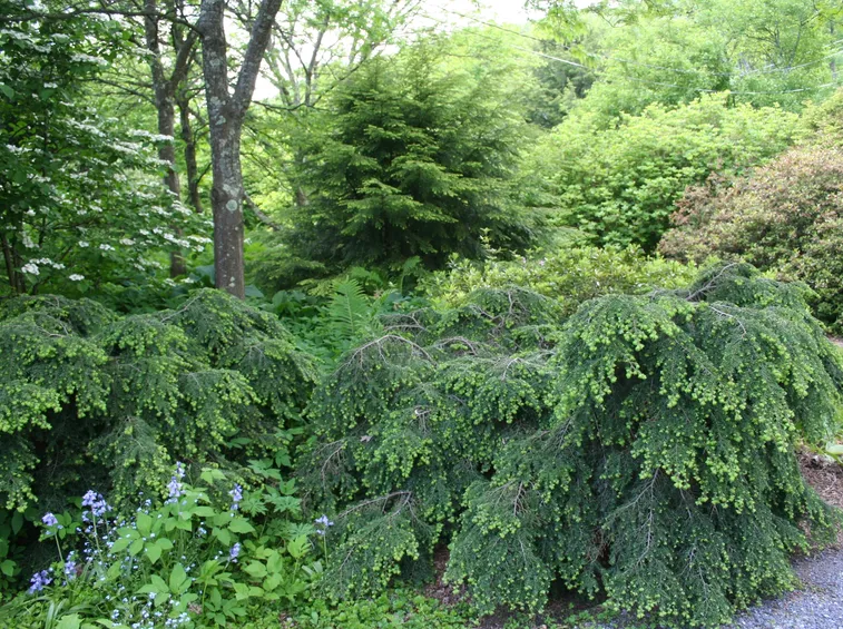 abete del canada bennet