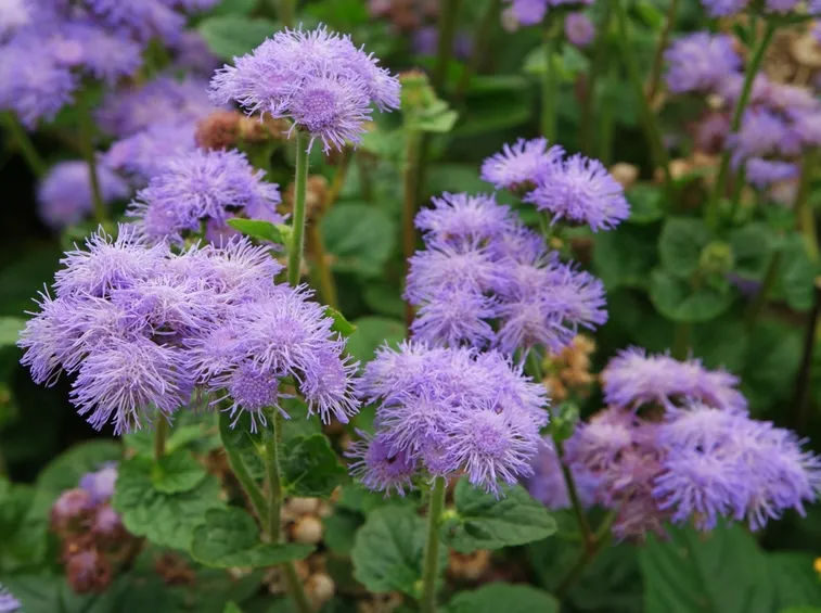 ageratum houstonianum