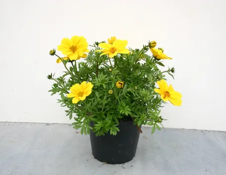 Bidens