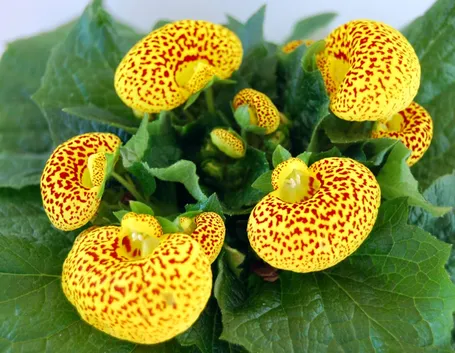 Calceolaria