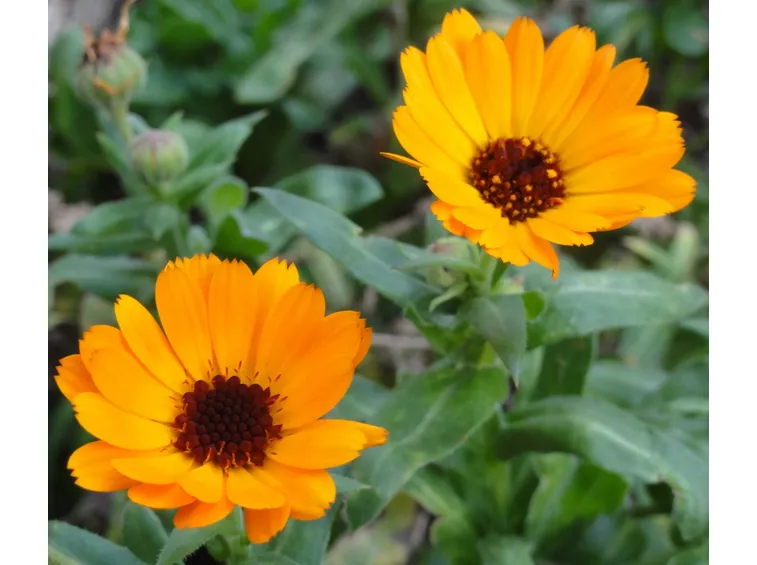 fiori calendula