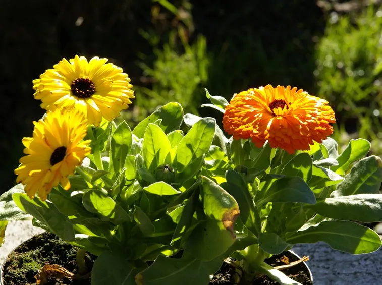 Calendula