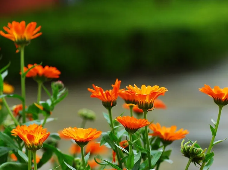 calendula