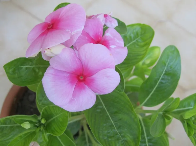 Vinca
