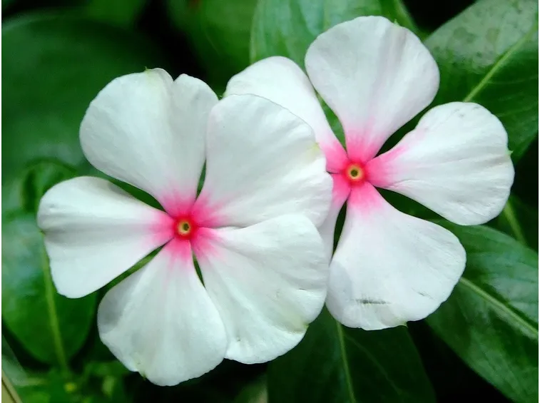 pervinca