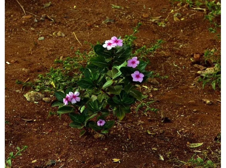 vinca