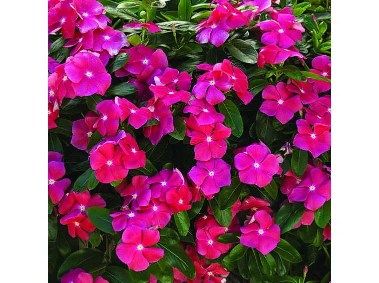 fiori vinca