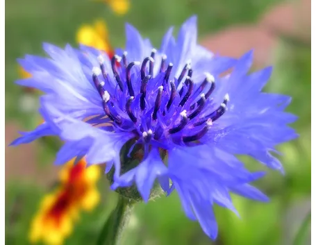 Fiordaliso