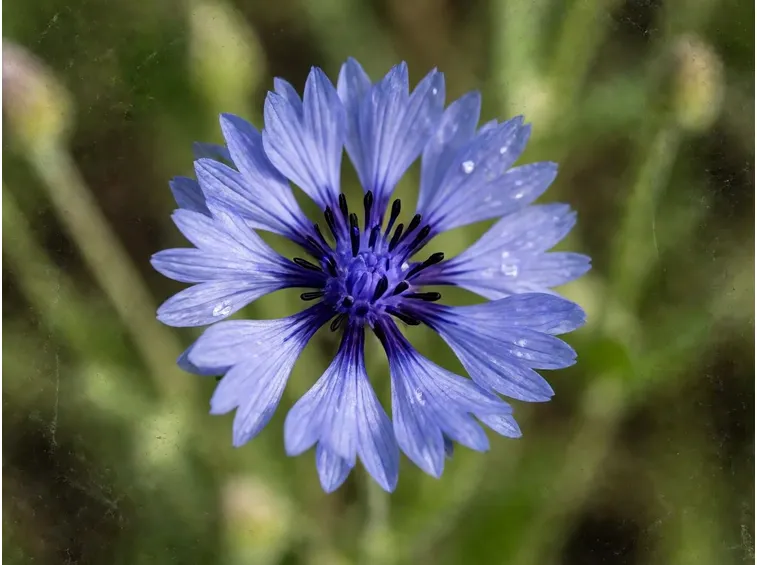 Fiordaliso