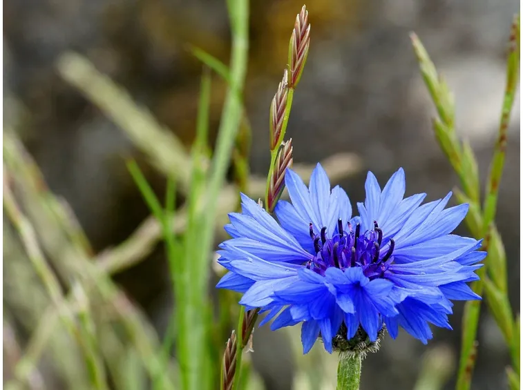 centaurea cyanus