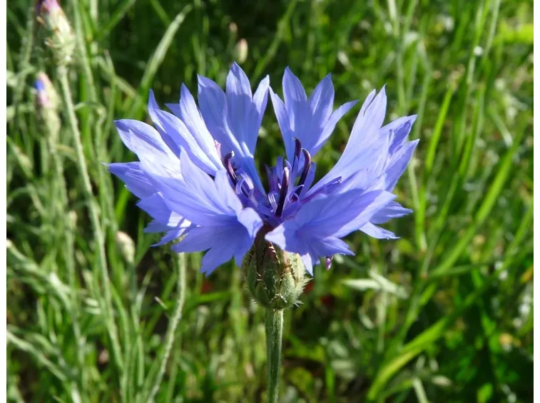 fiordaliso